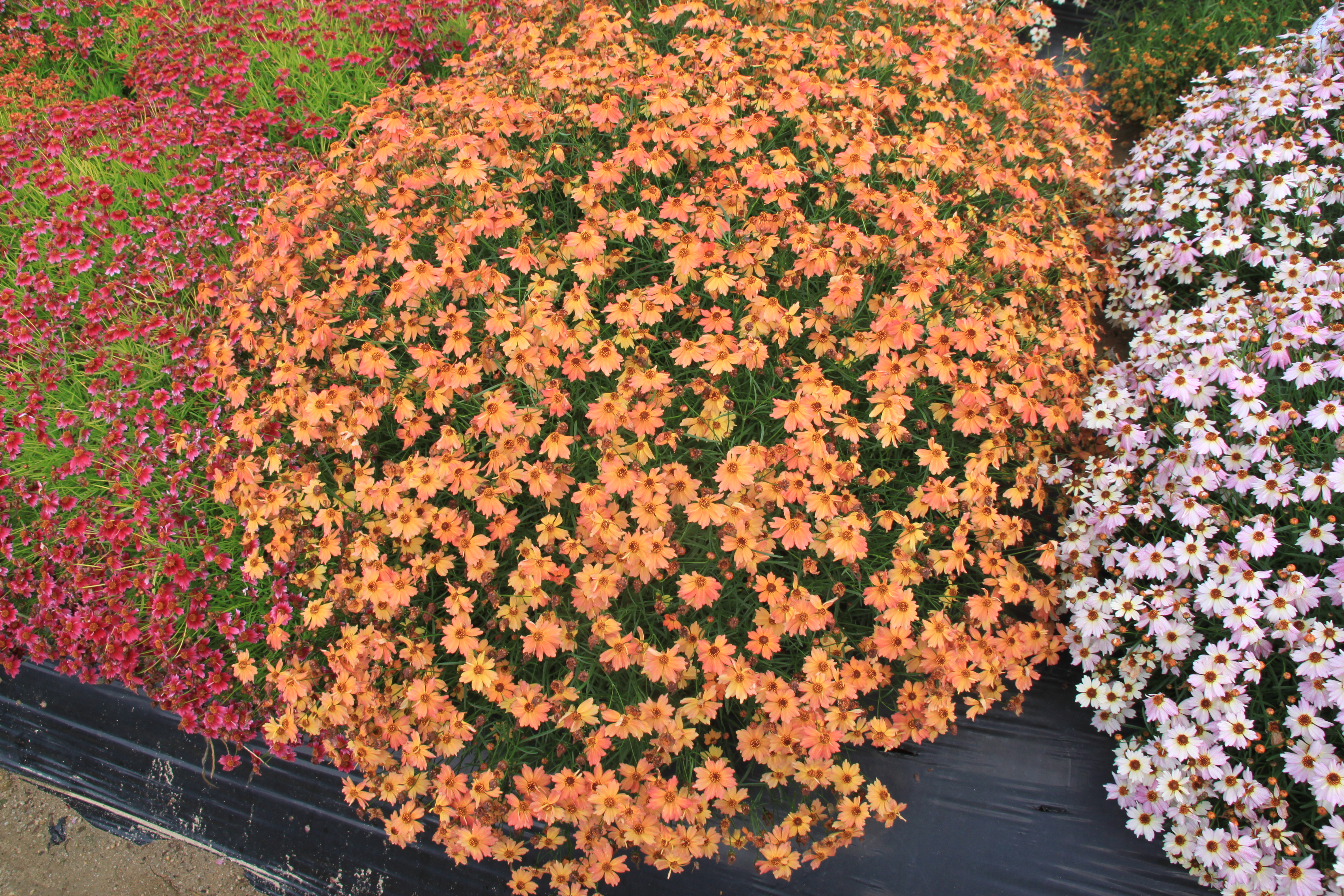 Coreopsis rosea 'URIdream Orange’
